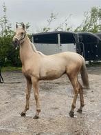 Lieve palomino jaarling hengst, Onbeleerd, Springpaard, Hengst, 0 tot 2 jaar