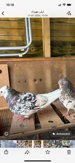 Hoogvlieger (perzieshe), Dieren en Toebehoren, Vogels | Duiven, Meerdere dieren