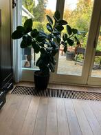 Indische Rubberboom (Ficus elastica), Huis en Inrichting, Kamerplanten, Ophalen, Ficus, 150 tot 200 cm, Volle zon