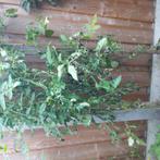 Tomaten, Ophalen of Verzenden, Overige soorten, Minder dan 100 cm