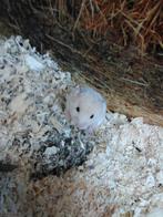 Syrische hamster (goudhamster), Dieren en Toebehoren, December, Meerdere dieren, Hamster