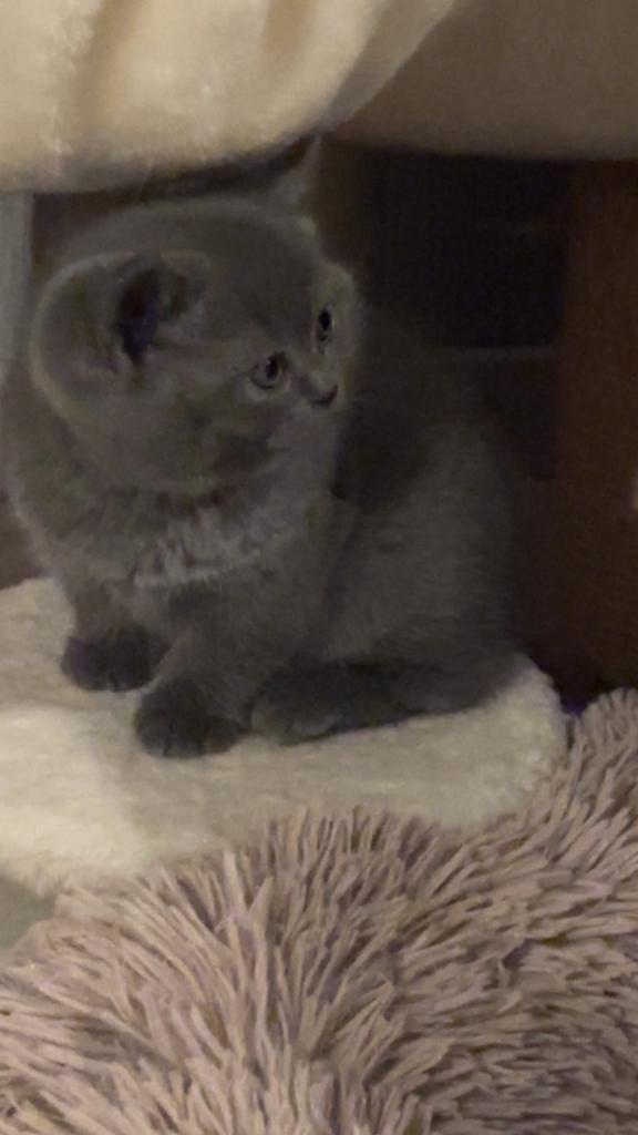 Britse korthaar kittens, Dieren en Toebehoren, Katten en Kittens | Raskatten | Korthaar, Meerdere dieren, 0 tot 2 jaar, Ontwormd