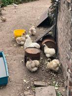 Jonge leg en sier kippen, Dieren en Toebehoren, Pluimvee, Meerdere dieren, Kip