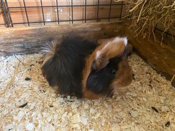 Peruvian cavia choco goud wit en choco buff wit beertjes  beschikbaar voor biedingen