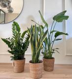 3 for 120- Zamioculcas &Sansevieria & Strelitzia Nicolai, Huis en Inrichting, Kamerplanten, In pot, Minder dan 100 cm, Groene kamerplant