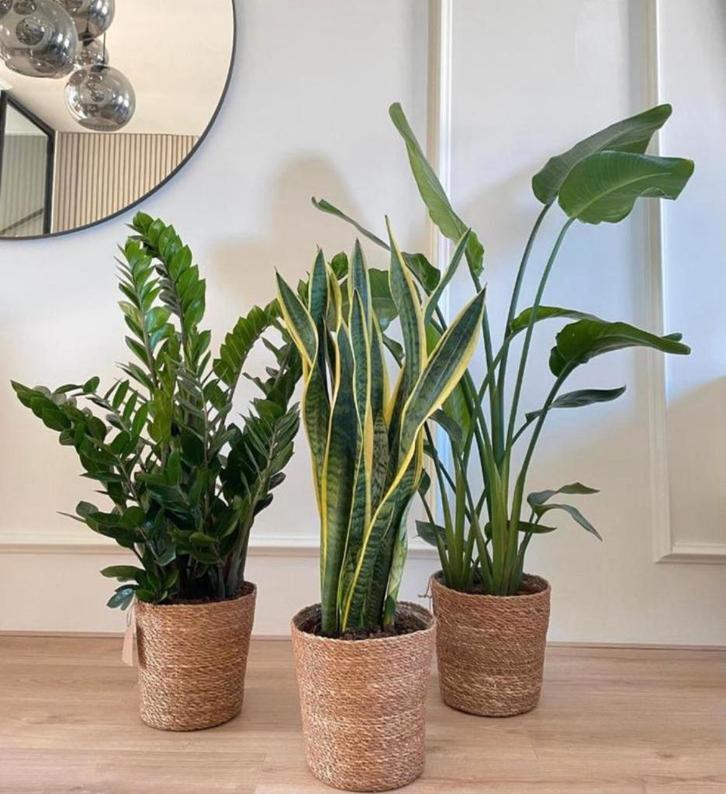 3 for 120- Zamioculcas &Sansevieria & Strelitzia Nicolai, Huis en Inrichting, Kamerplanten, Groenteplant, Minder dan 100 cm, Groene kamerplant