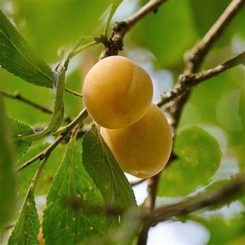 Laagstam Mirabelle de Nancy pruimenboom  beschikbaar voor biedingen