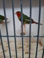 Koppel roodkop papegaai amedine zie omschrijving, Meerdere dieren