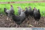 Sussex kippen [ZILVER], Dieren en Toebehoren, Pluimvee, Vrouwelijk, Kip