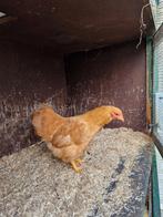 Wyandotte hen, Dieren en Toebehoren, Pluimvee, Vrouwelijk, Kip