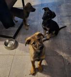 Nog 3 super sociale pupjes beschikbaar, Dieren en Toebehoren, Honden | Niet-rashonden, Particulier, Rabiës (hondsdolheid), 15 weken tot 1 jaar