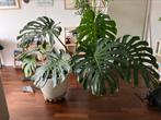 Philodendron monstera kamerplant, Huis en Inrichting, Kamerplanten, Ophalen, 100 tot 150 cm, Overige soorten, Halfschaduw