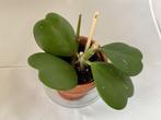 Stekje Hoya Kerrii hartjesplant plantje hartje stekjes, Ophalen of Verzenden, Overige soorten, Minder dan 100 cm