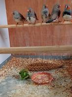 Zwartborst x charcoal.  split voor charcoal groot formaat, Mannelijk, Geringd