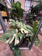Grote monstera variegata, Ophalen