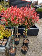 Photinia Litle Robin bol groenblijvend 2e paasdag open, Tuin en Terras, Planten | Tuinplanten, Vaste plant, Ophalen of Verzenden