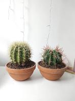 Pretty Ferocactus en Cactus Echinocactus Grussonii in Pots, Ophalen, Minder dan 100 cm, Volle zon, In pot