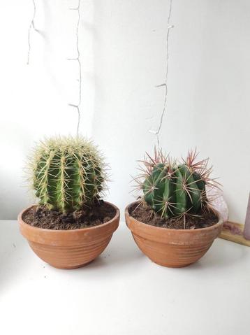Pretty Ferocactus en Cactus Echinocactus Grussonii in Pots beschikbaar voor biedingen