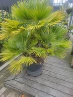 Chamaerops humiis Vulcano dwergpalm, 100 tot 250 cm, Zomer, Palmboom, Ophalen