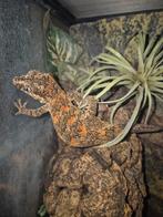 Gargoyle gekko, Dieren en Toebehoren