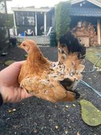 Serama hen, Dieren en Toebehoren, Pluimvee, Vrouwelijk, Kip