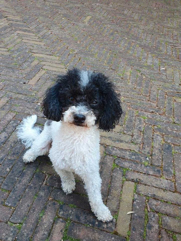 Oppas gezocht voor 2 hondjes, Dieren en Toebehoren, Honden-accessoires, Ophalen of Verzenden