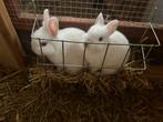 2 te koop 2 rood oog pooltjes, Dieren en Toebehoren, Konijnen, Vrouwelijk, Dwerg