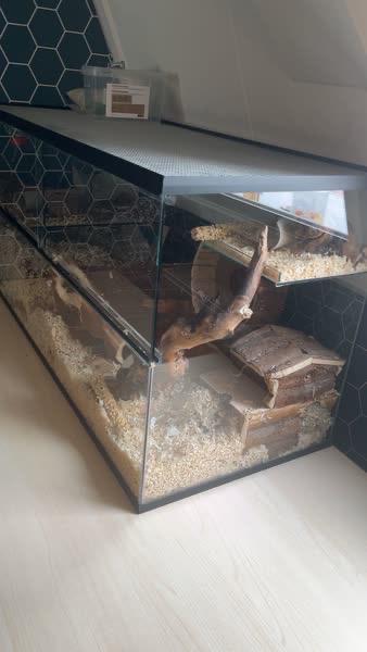 Gerbil terrarium met 2 gerbils, Dieren en Toebehoren, Knaagdieren en Konijnen | Hokken en Kooien, Gebruikt, Hok, Minder dan 60 cm