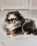 Pomeriaan pups met stamboom, Particulier, Rabiës (hondsdolheid), 8 tot 15 weken, Buitenland