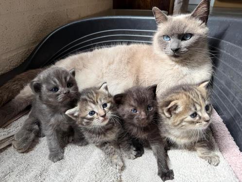Prachtige, lieve, sociale kittens uit Ragdoll moeder, Dieren en Toebehoren, Katten en Kittens | Overige Katten, Poes