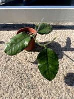 Hoya globulosa, Ophalen, Overige soorten, Halfschaduw, Minder dan 100 cm