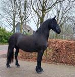Drachtige Friese (Fries) stermerrie, Merrie, Gechipt, Dressuurpaard, Zadelmak