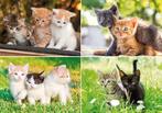 Oppas voor uw kat/poes/kitten, Geslacht onbekend, Voor 1 juli 2024