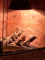 Kolonistenagaam 4 stuks, Dieren en Toebehoren, Reptielen en Amfibieën, Schildpad