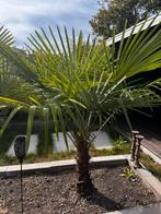 Chinese waaierpalm 190 cm, stam 65 cm, Tuin en Terras, Planten | Bomen, Ophalen