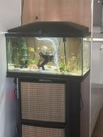 Aquarium inclusief allee toebehoren, Ophalen of Verzenden, Gebruikt, Gevuld zoetwateraquarium