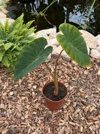Colocasia Pink China - olifantsoor - winterhard!, Ophalen, Vaste plant, Overige soorten, Volle zon