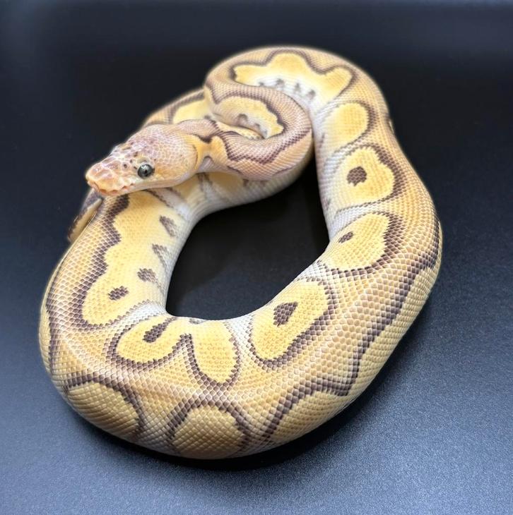0.1 Pastel Mojave Clown ball python regius te koop
