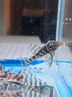 L333 pleco F1 Hypancistrus King Tiger, Vis