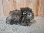 Cavia beertje, Dieren en Toebehoren, Cavia, Mannelijk, November, Tam