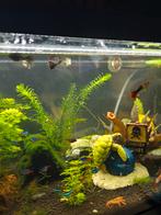 Divers aquarium planten, Dieren en Toebehoren, Vissen | Aquaria en Toebehoren, Ophalen