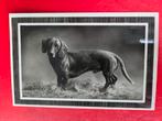 Ansichtkaart honden Teckel, Verzamelen, Ophalen of Verzenden, Overige thema's