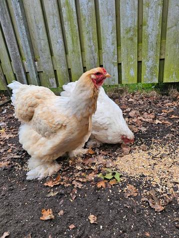 2x Brahma kippen beschikbaar voor biedingen