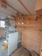 Alles in een koop, Dieren en Toebehoren, Vogels | Kanaries