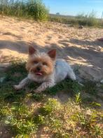 op zoek naar een mini yorkshire terrier van 6 jaar of ouder, Dieren en Toebehoren, 6 jaar of ouder, Yorkshire Terriër, CDV (hondenziekte)