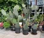 Cactussen uit Tunesië, schijfcactus, p.p.s, Ophalen, Cactus