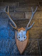 Prachtig Sikahert Gewei Jacht Hut Mancave Overkapping e88, Ophalen of Verzenden, Gebruikt, Hert, Gewei of Kop