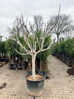 Grote vijgenbomen - winterhard - eetbare vruchten!, Overige soorten, 250 tot 400 cm, Zomer, Ophalen