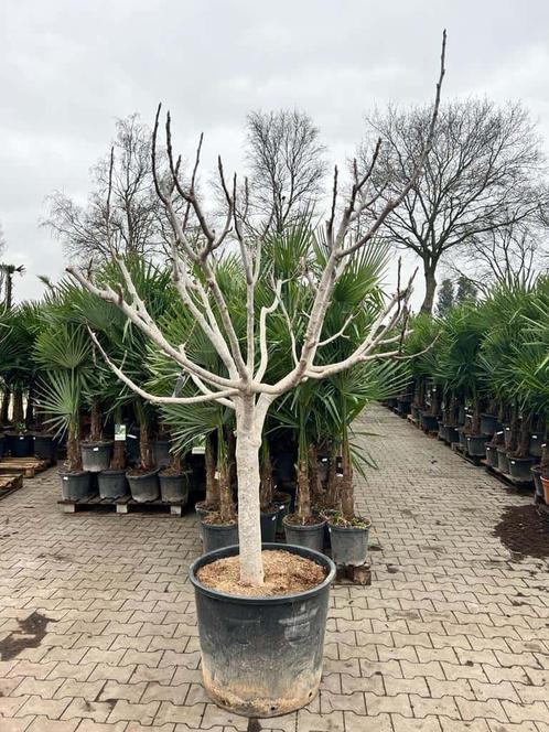Grote vijgenbomen - winterhard - eetbare vruchten!, Tuin en Terras, Planten | Bomen, Overige soorten, 250 tot 400 cm, Volle zon