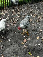 hanen kleurleggers, Dieren en Toebehoren, Pluimvee, Mannelijk, Kip